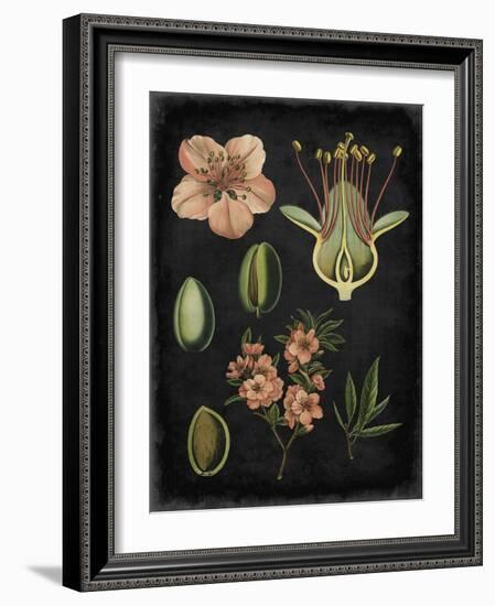Study in Botany I-Vision Studio-Framed Art Print