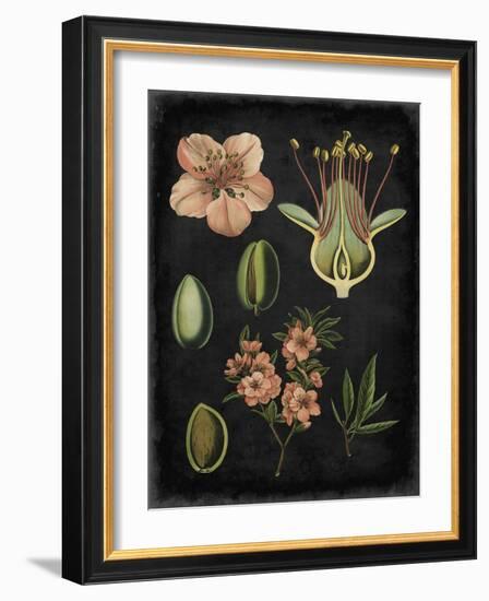 Study in Botany I-Vision Studio-Framed Art Print