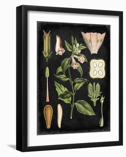 Study in Botany II-Vision Studio-Framed Art Print