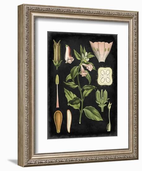 Study in Botany II-Vision Studio-Framed Art Print