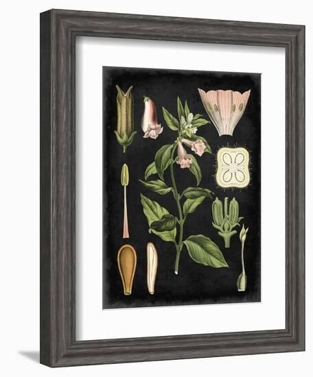 Study in Botany II-Vision Studio-Framed Art Print