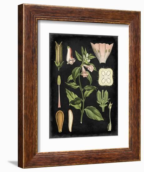 Study in Botany II-Vision Studio-Framed Art Print