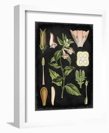 Study in Botany II-Vision Studio-Framed Art Print