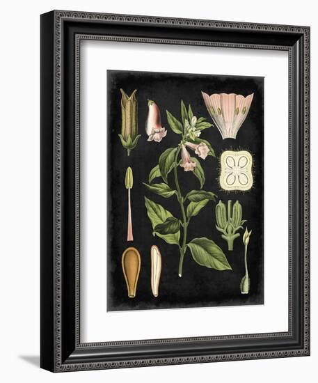 Study in Botany II-Vision Studio-Framed Art Print