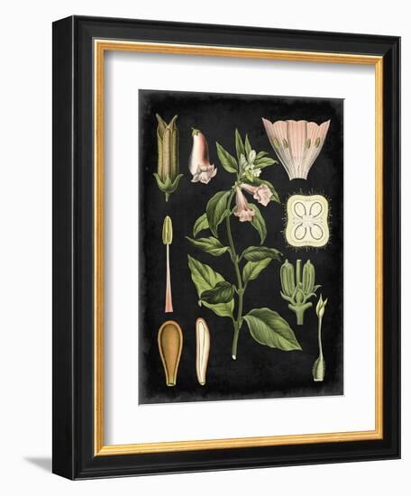 Study in Botany II-Vision Studio-Framed Art Print