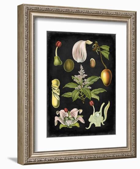 Study in Botany III-Vision Studio-Framed Art Print