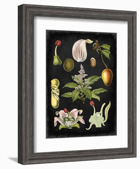 Study in Botany III-Vision Studio-Framed Art Print