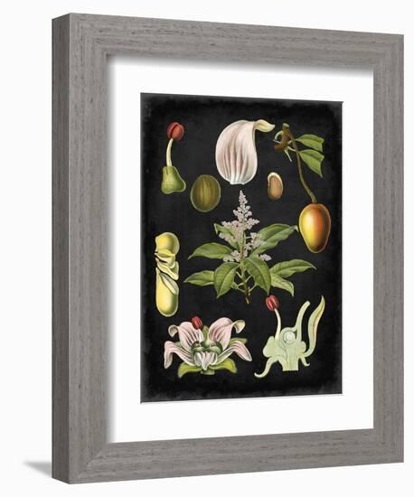 Study in Botany III-Vision Studio-Framed Art Print