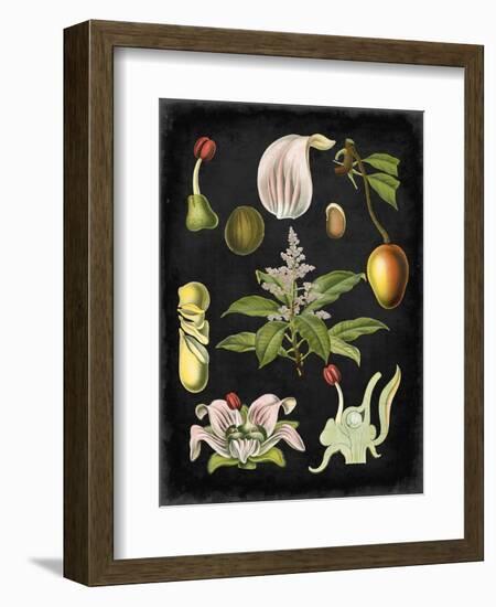 Study in Botany III-Vision Studio-Framed Art Print