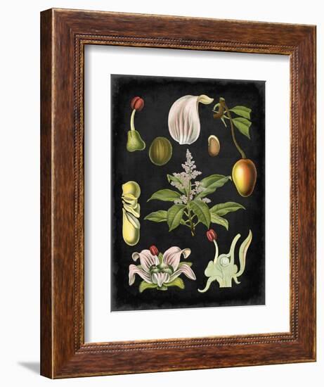 Study in Botany III-Vision Studio-Framed Art Print