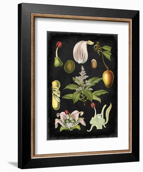 Study in Botany III-Vision Studio-Framed Art Print