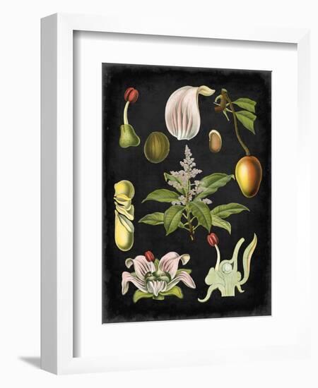 Study in Botany III-Vision Studio-Framed Art Print