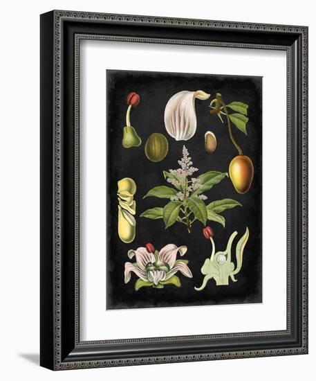 Study in Botany III-Vision Studio-Framed Art Print