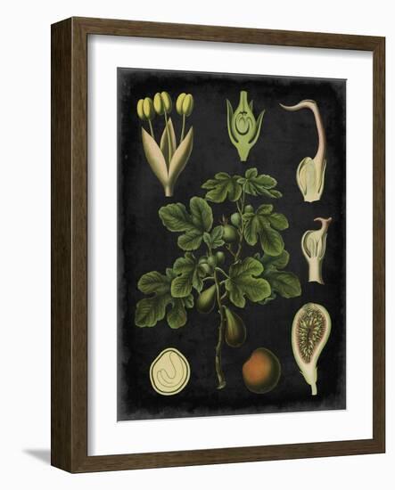 Study in Botany IV-Vision Studio-Framed Art Print