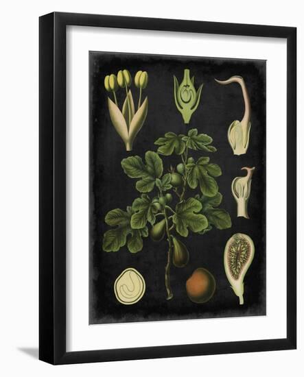 Study in Botany IV-Vision Studio-Framed Art Print