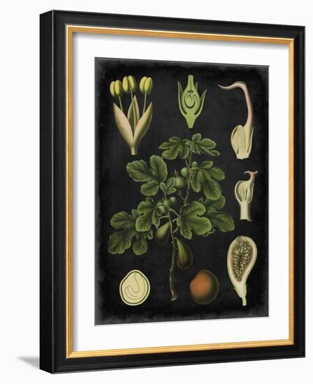 Study in Botany IV-Vision Studio-Framed Art Print