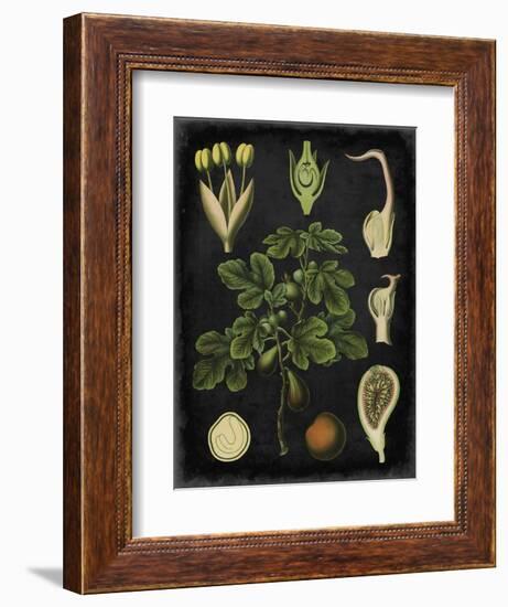 Study in Botany IV-Vision Studio-Framed Art Print