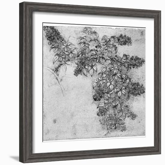 Study of a Blackberry Branch, Late 15th or Early 16th Century-Leonardo da Vinci-Framed Giclee Print