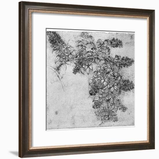 Study of a Blackberry Branch, Late 15th or Early 16th Century-Leonardo da Vinci-Framed Giclee Print