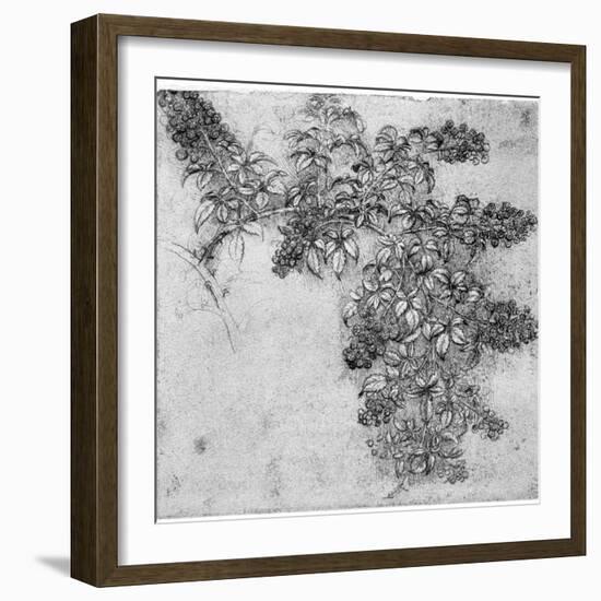 Study of a Blackberry Branch, Late 15th or Early 16th Century-Leonardo da Vinci-Framed Giclee Print