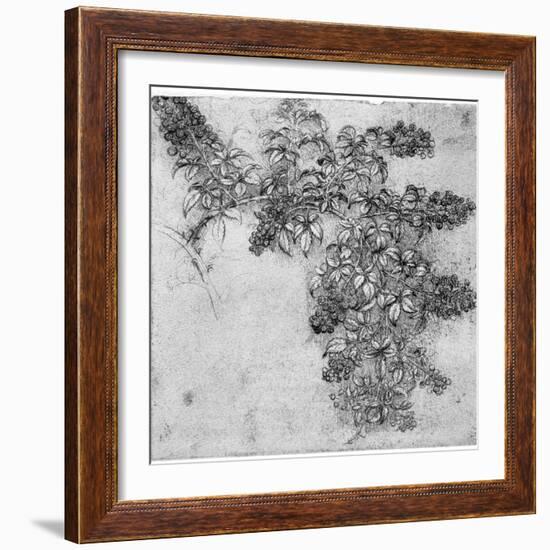 Study of a Blackberry Branch, Late 15th or Early 16th Century-Leonardo da Vinci-Framed Giclee Print