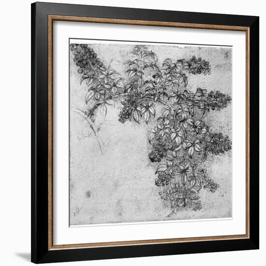 Study of a Blackberry Branch, Late 15th or Early 16th Century-Leonardo da Vinci-Framed Giclee Print