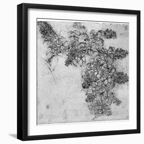 Study of a Blackberry Branch, Late 15th or Early 16th Century-Leonardo da Vinci-Framed Giclee Print