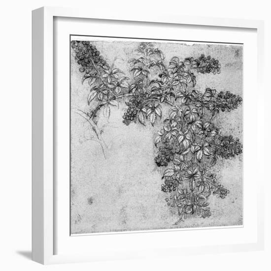 Study of a Blackberry Branch, Late 15th or Early 16th Century-Leonardo da Vinci-Framed Giclee Print