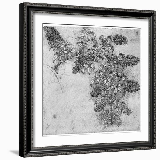 Study of a Blackberry Branch, Late 15th or Early 16th Century-Leonardo da Vinci-Framed Giclee Print