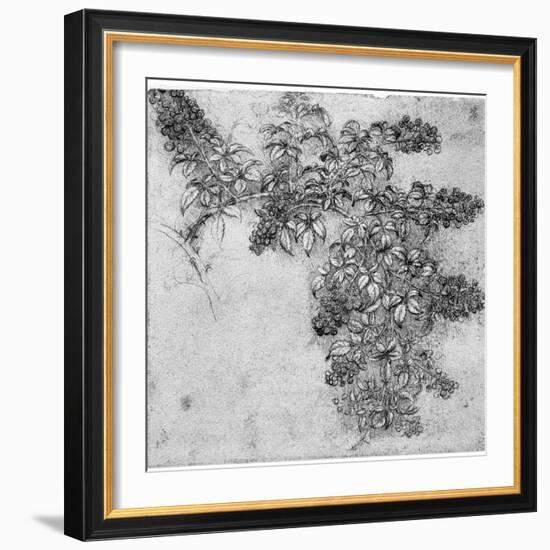 Study of a Blackberry Branch, Late 15th or Early 16th Century-Leonardo da Vinci-Framed Giclee Print