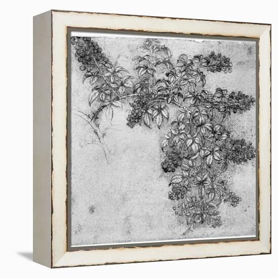 Study of a Blackberry Branch, Late 15th or Early 16th Century-Leonardo da Vinci-Framed Premier Image Canvas