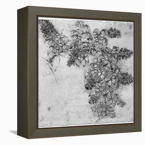 Study of a Blackberry Branch, Late 15th or Early 16th Century-Leonardo da Vinci-Framed Premier Image Canvas