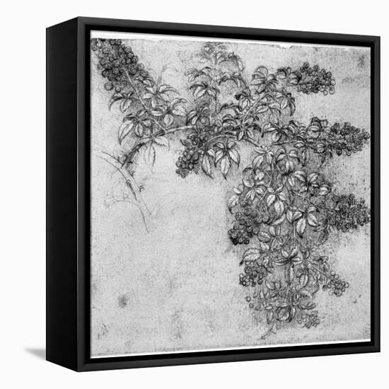 Study of a Blackberry Branch, Late 15th or Early 16th Century-Leonardo da Vinci-Framed Premier Image Canvas