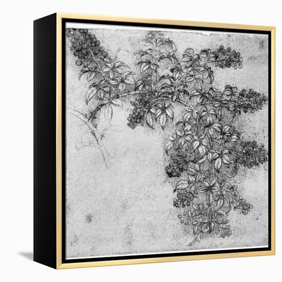 Study of a Blackberry Branch, Late 15th or Early 16th Century-Leonardo da Vinci-Framed Premier Image Canvas