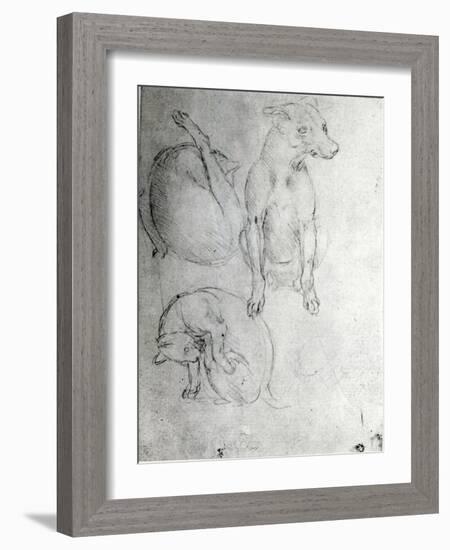 Study of a Dog and a Cat, c.1480-Leonardo da Vinci-Framed Giclee Print