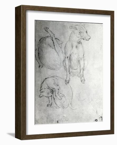 Study of a Dog and a Cat, c.1480-Leonardo da Vinci-Framed Giclee Print