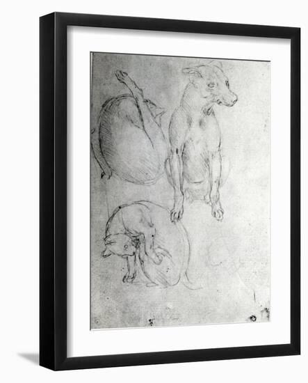 Study of a Dog and a Cat, c.1480-Leonardo da Vinci-Framed Giclee Print