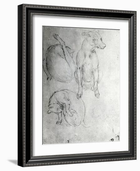 Study of a Dog and a Cat, c.1480-Leonardo da Vinci-Framed Giclee Print