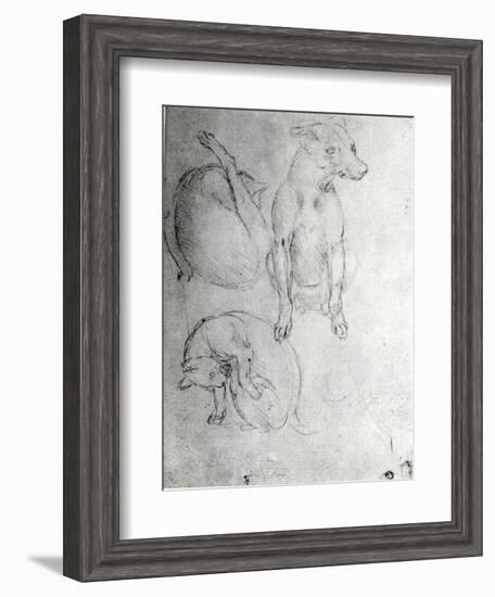 Study of a Dog and a Cat, c.1480-Leonardo da Vinci-Framed Giclee Print