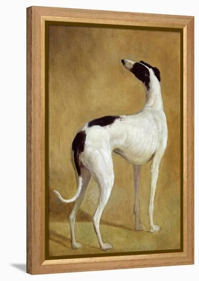 Study of a Greyhound-Jacques-Laurent Agasse-Framed Premier Image Canvas