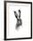 Study of a Hare, 1502-Albrecht Durer-Framed Giclee Print