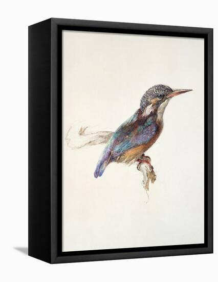 Study of a Kingfisher, with Dominant Reference to Colour, Probably October 1871-John Ruskin-Framed Premier Image Canvas