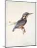 Study of a Kingfisher, with Dominant Reference to Colour, Probably October 1871-John Ruskin-Mounted Giclee Print