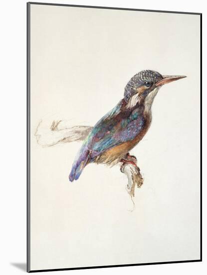 Study of a Kingfisher, with Dominant Reference to Colour, Probably October 1871-John Ruskin-Mounted Giclee Print