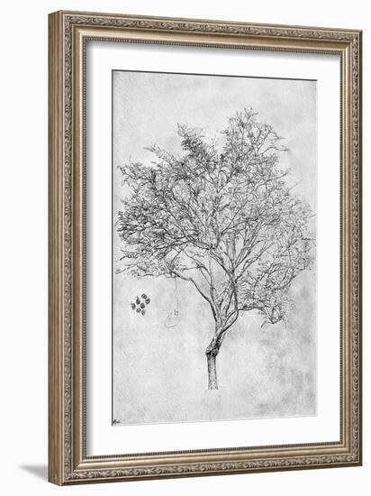 Study of a Lemon Tree, 1899-Frederic Leighton-Framed Giclee Print