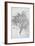 Study of a Lemon Tree, 1899-Frederic Leighton-Framed Giclee Print