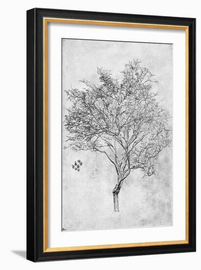 Study of a Lemon Tree, 1899-Frederic Leighton-Framed Giclee Print