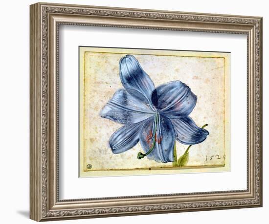 Study of a Lily, 1526-Albrecht Dürer-Framed Giclee Print