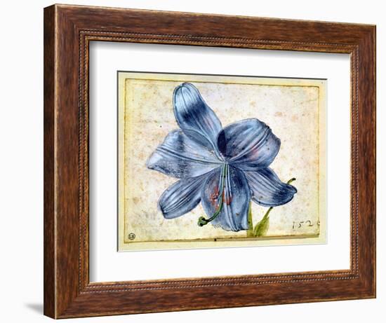 Study of a Lily, 1526-Albrecht Dürer-Framed Giclee Print