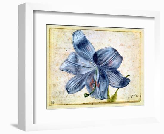 Study of a Lily, 1526-Albrecht Dürer-Framed Giclee Print